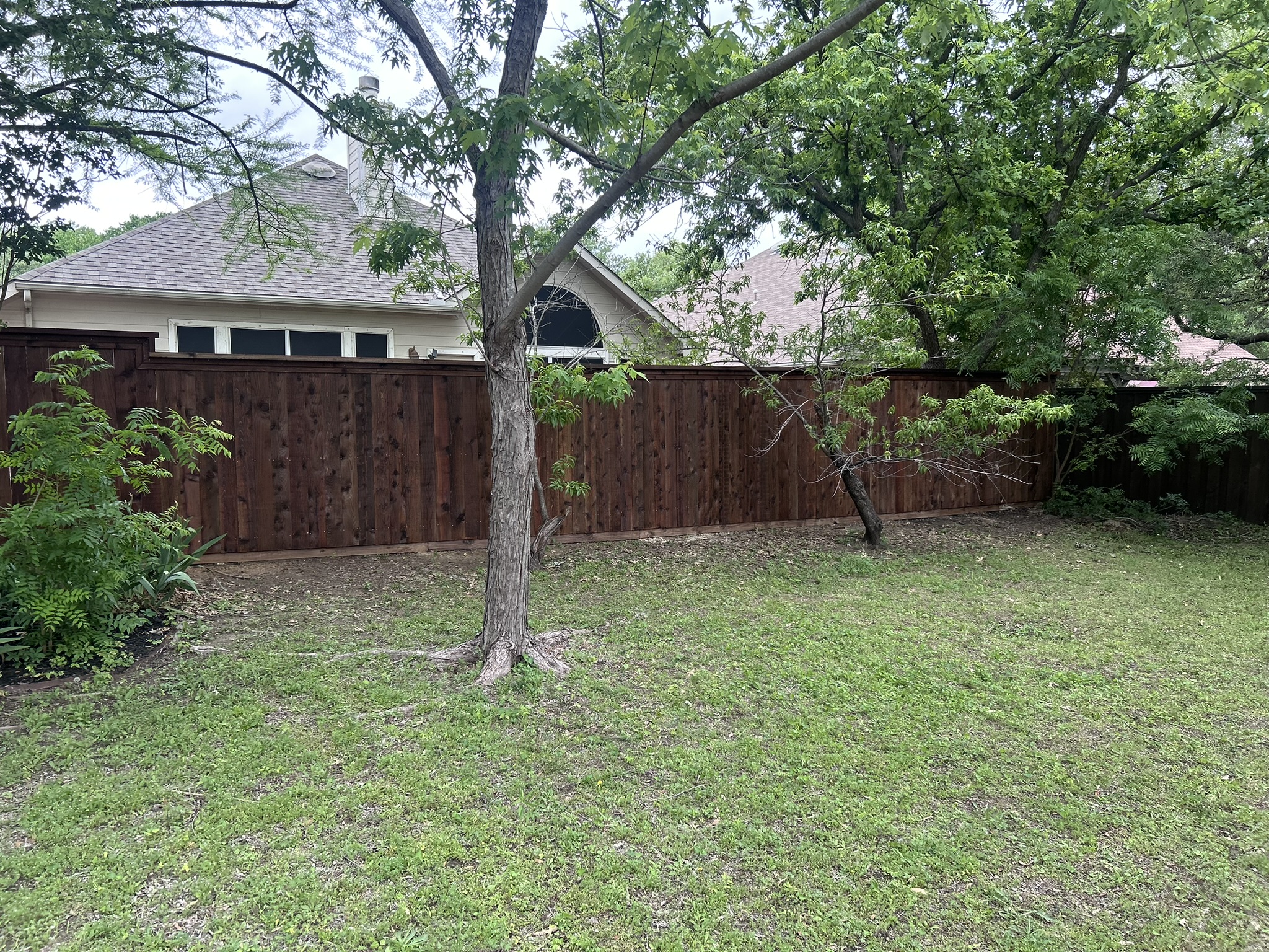 Stained cedar privacy fence in backyard with large oak tree and green lawn